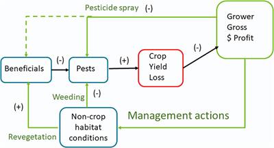 Economic benefits of conservation biocontrol: A spatially explicit bioeconomic model for insect pest management in agricultural landscapes